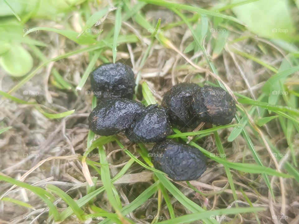 Rabbit droppings are an important clue about the health of your rabbits.