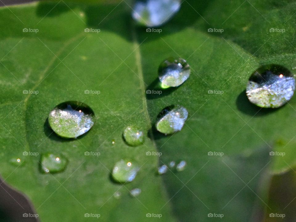 Morning dew