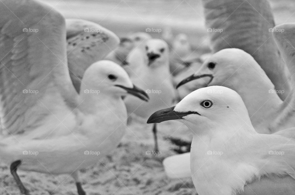 A group of seagulls on the beach