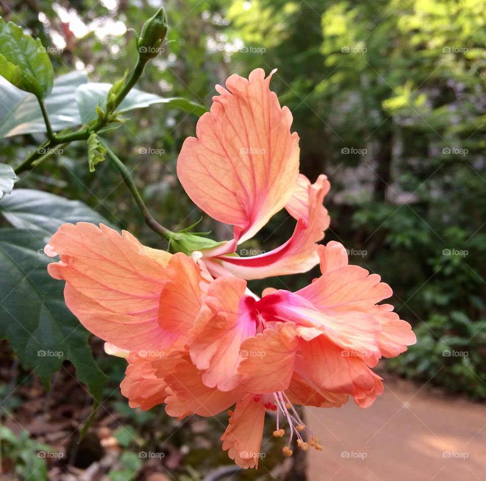 Flower Hibiscus