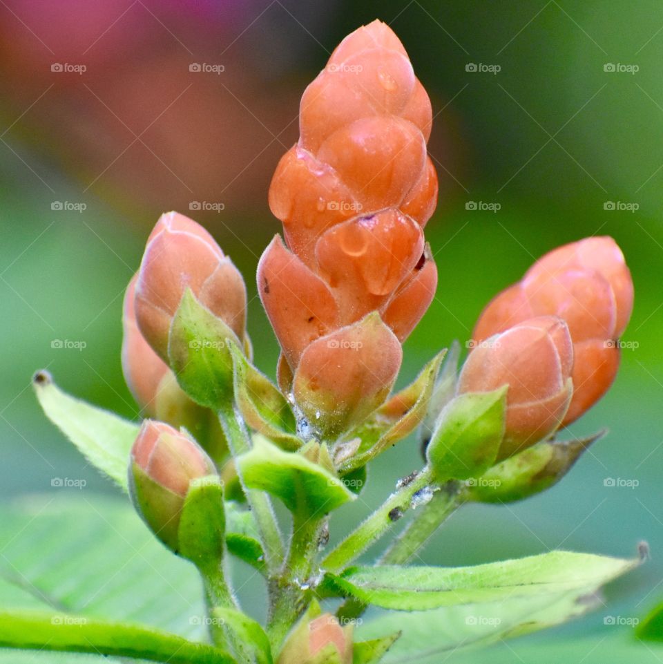 Beautiful salmon-colored blooms after a brief rain shower