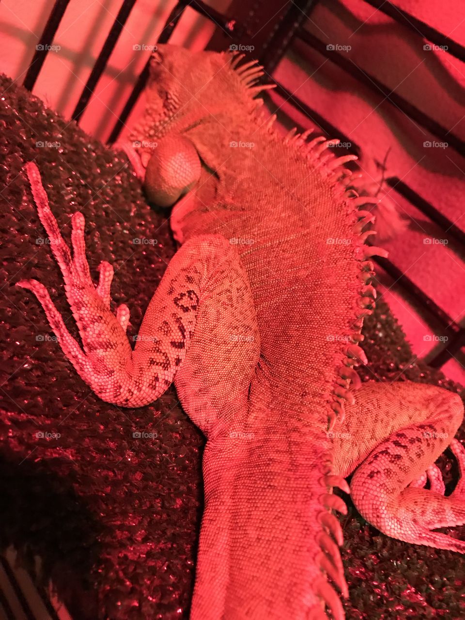Sleepy Lizard