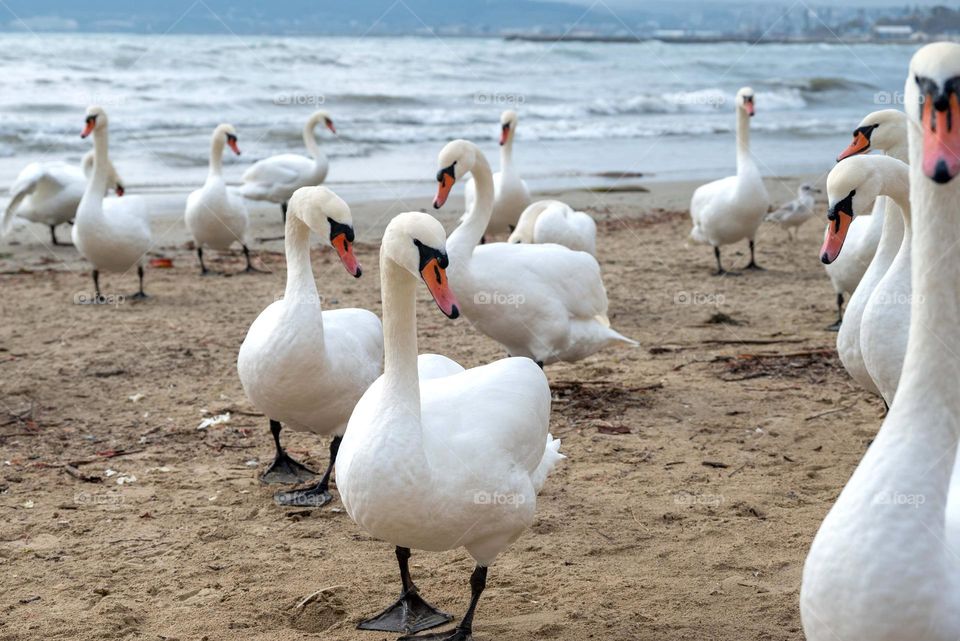 Swans on the beach