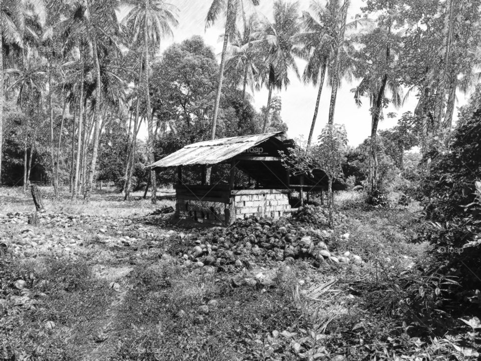 Coconut drying hut in tropical rainforest in Abra De Ilog, Mindoro, Island of Philippines