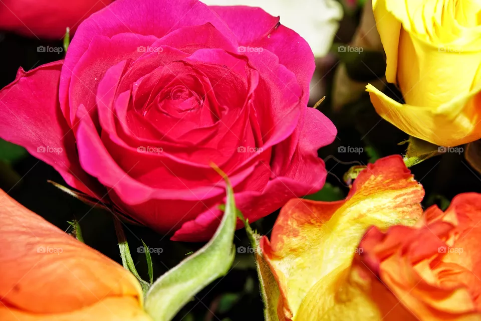 flower