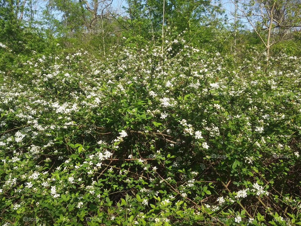 this is a photograph of a wild blackberry bush in bloom has many small white flowers with white pedals green vines with green leaves