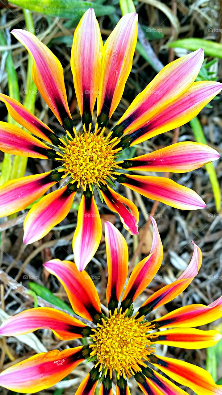 Multi-colored Daisy. Multi-colored daisies that look like little pinwheels .