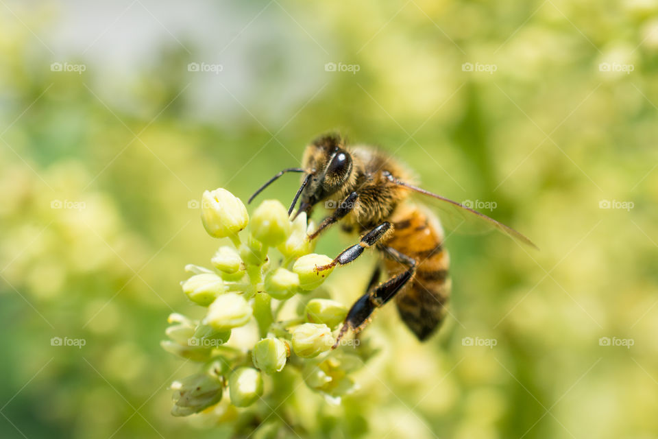 Honey Bee Collecting Pollen From a Flower Macro 3 