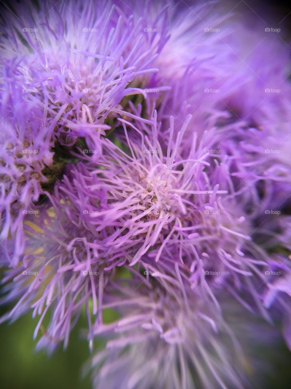 Tiny purple flower