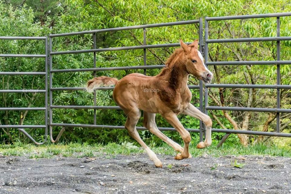 Horse running on desert