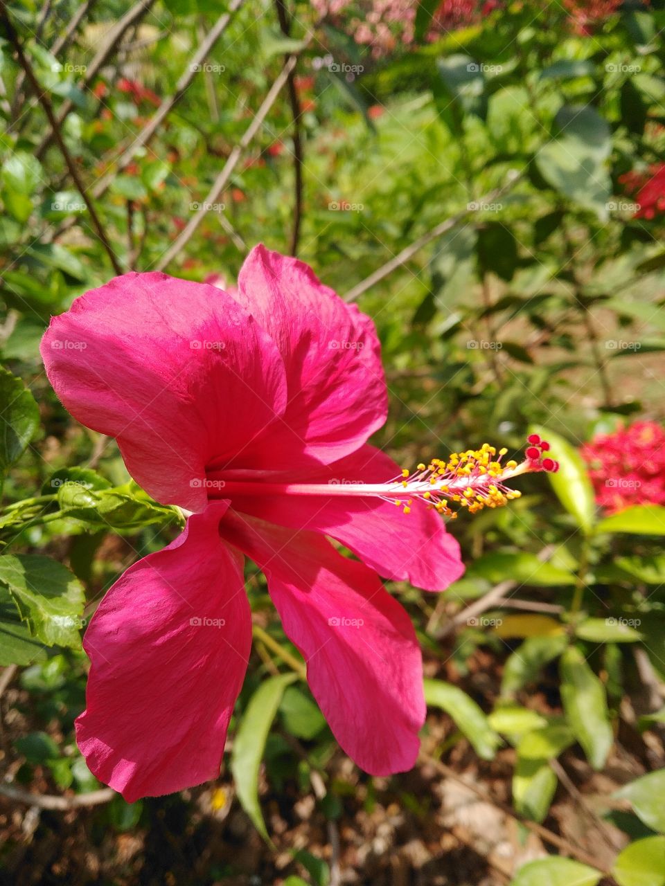 The beautiful hibiscus flower in morning sunlight energizes our body by providing awesome delight to eyes also seeing this flower gives us inner soul peace.
