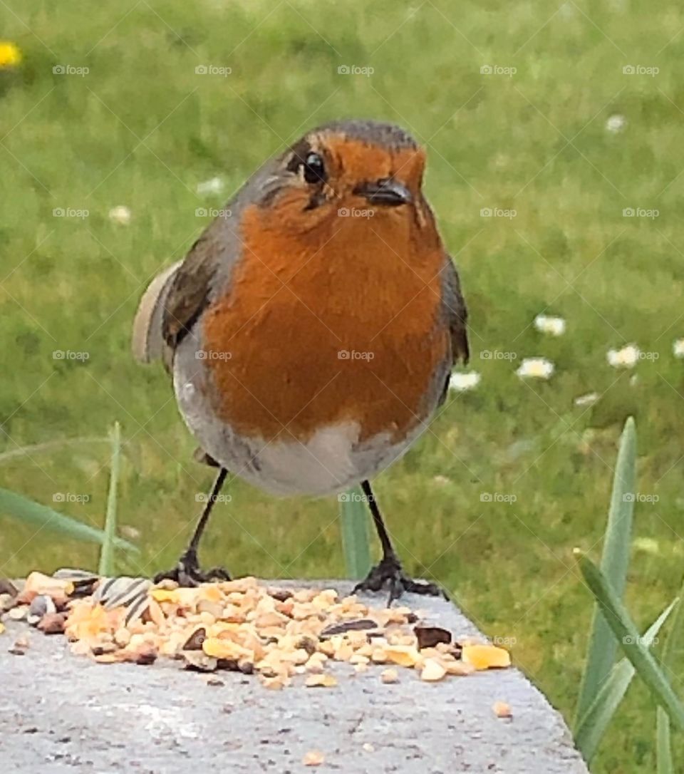 Robin 