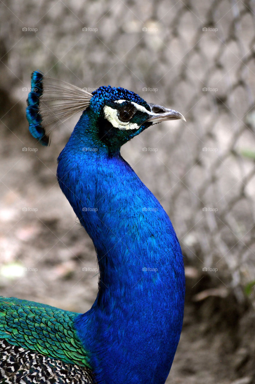 Peacock