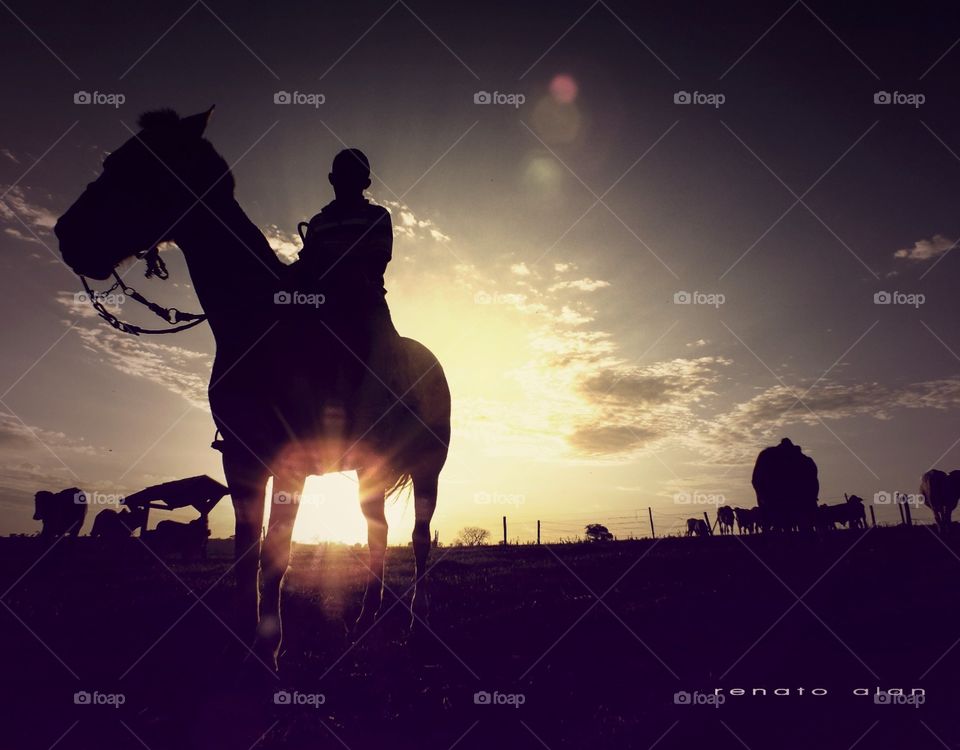 Horse and Sunset