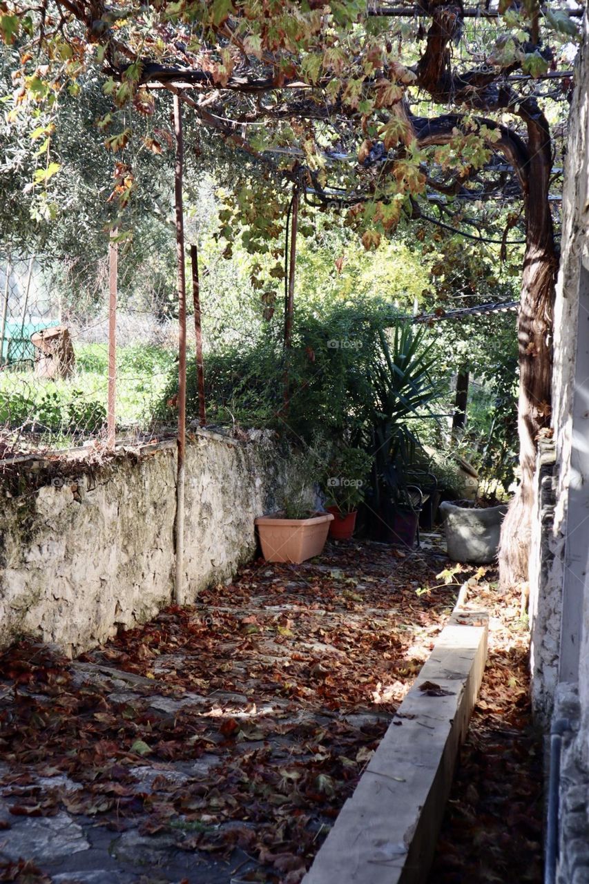 Grapevine at fall on village house 