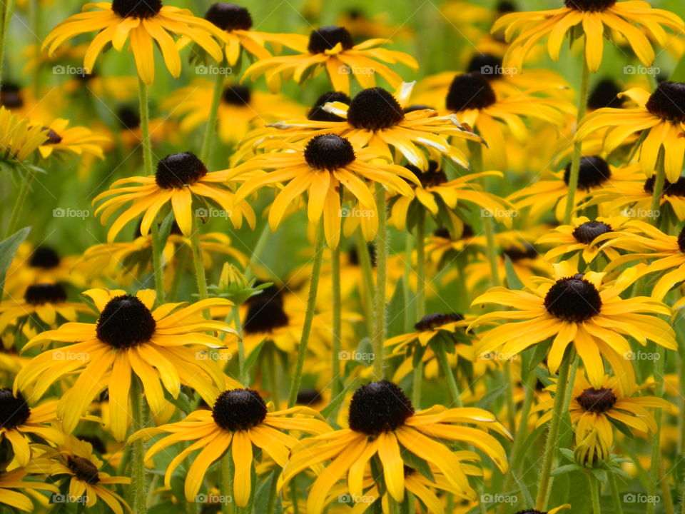 Heads up. A field of black eyed Susan's standing tall early in the morning. Bright yellow petals and dark brown colored heads tall