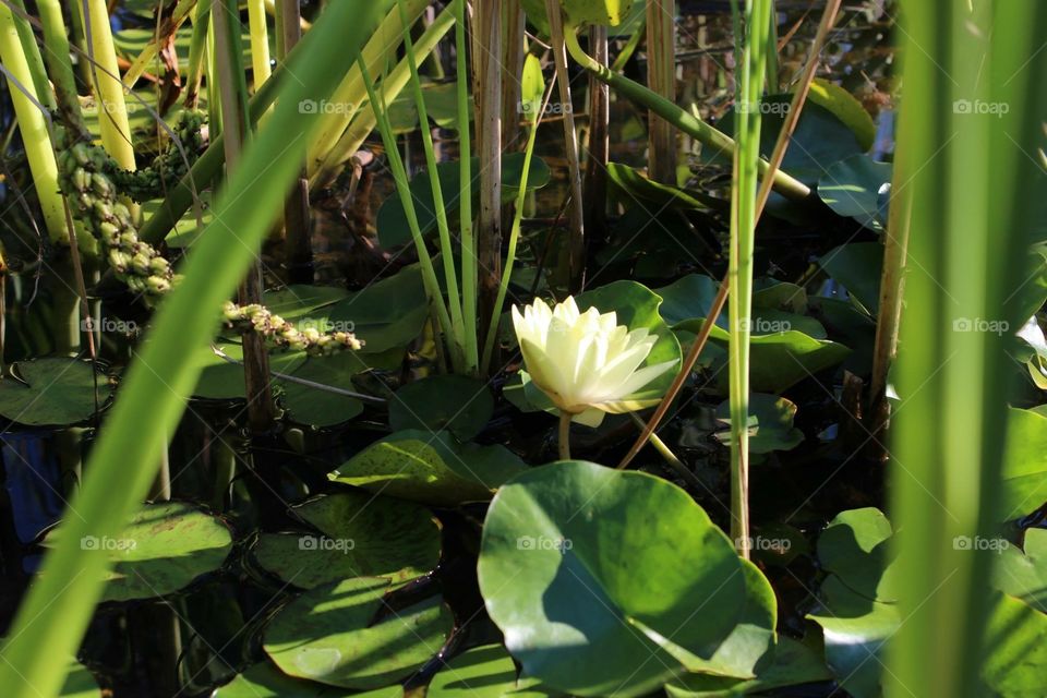 lotis flower in lake