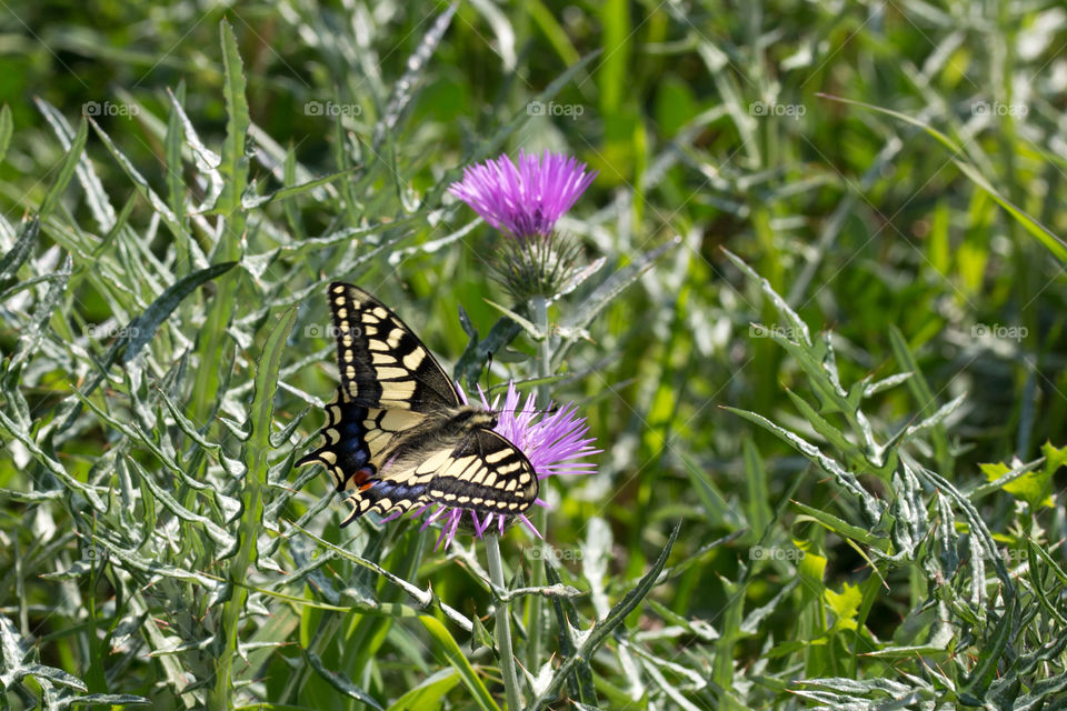 Butterfly 