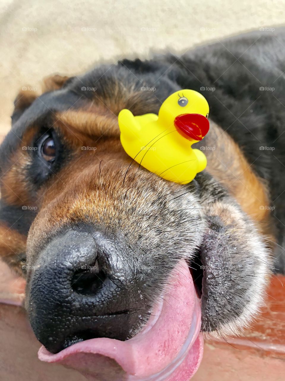 dog enjoying with his favorite toy