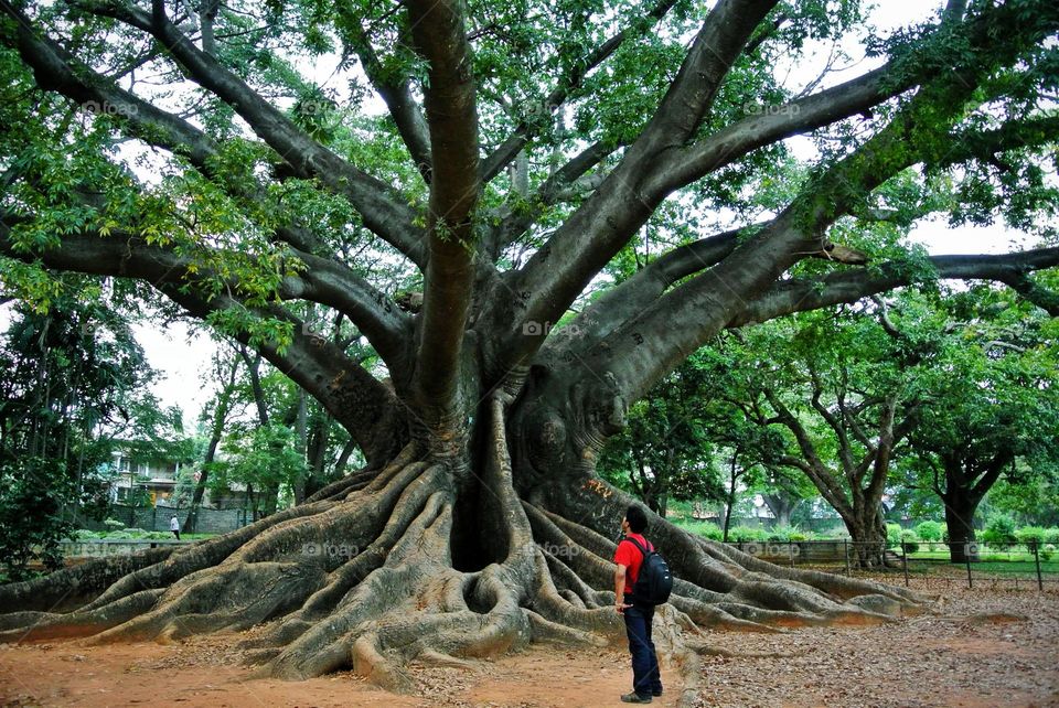Beautiful old tree in India 