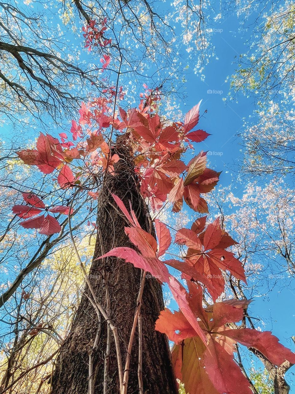 Colours of fall 