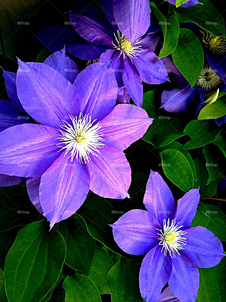 Clematis. Clematis in bloom