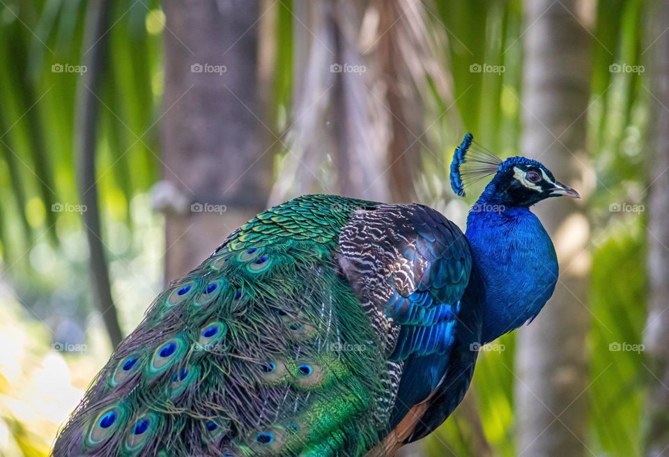 peacock with all its beauty