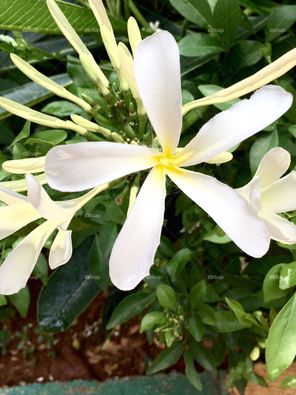 White flowers 