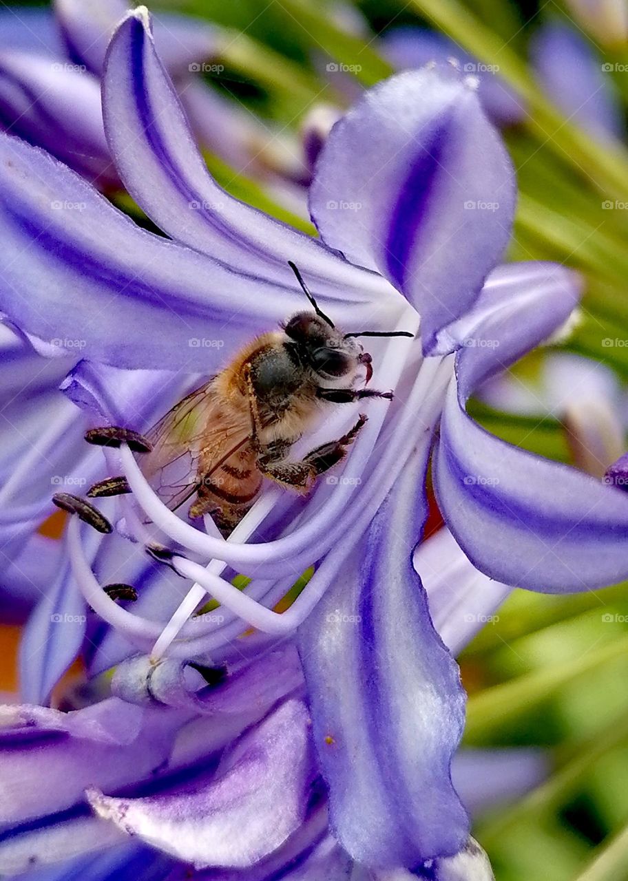 Bee