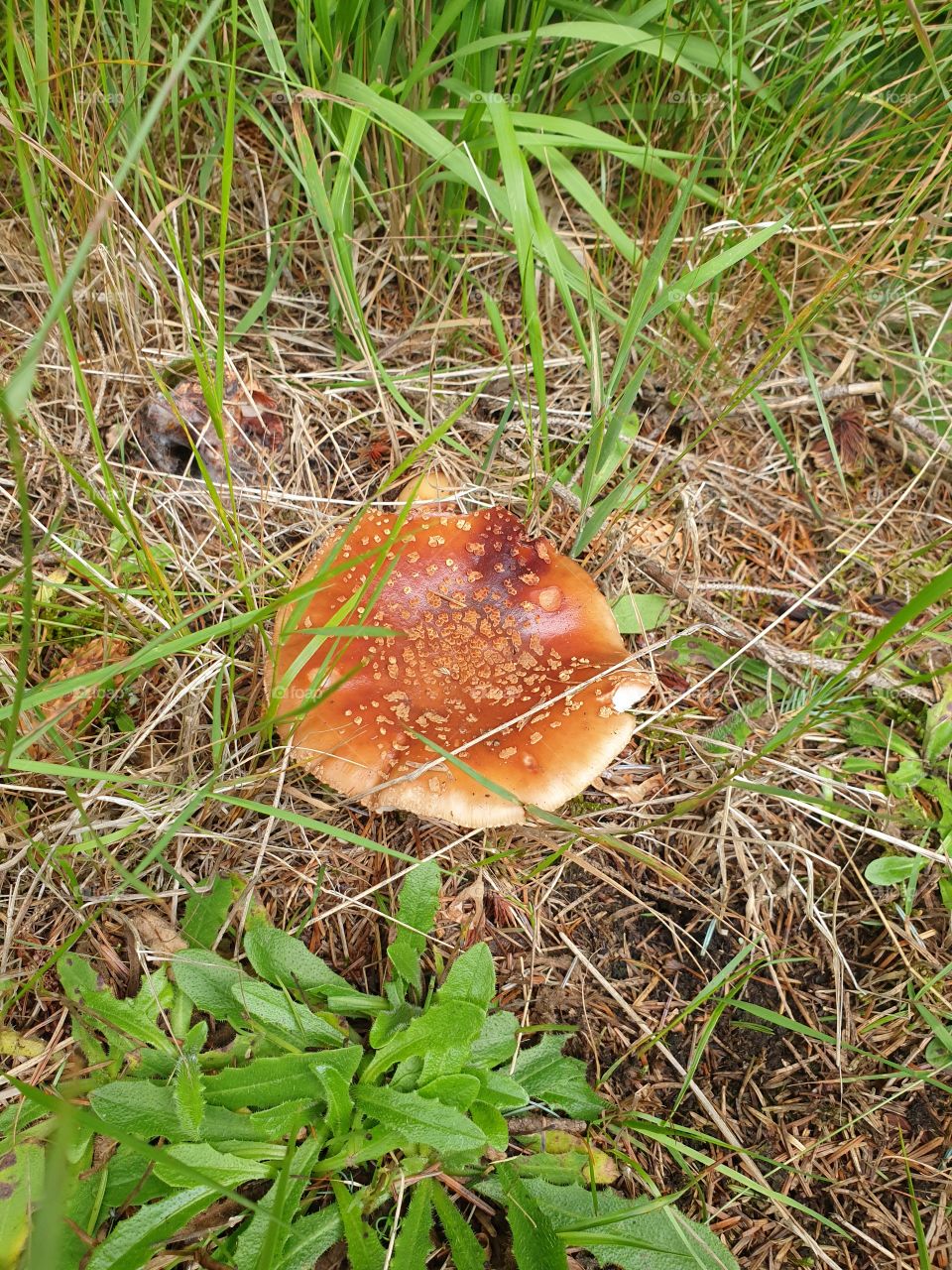 wild fungi