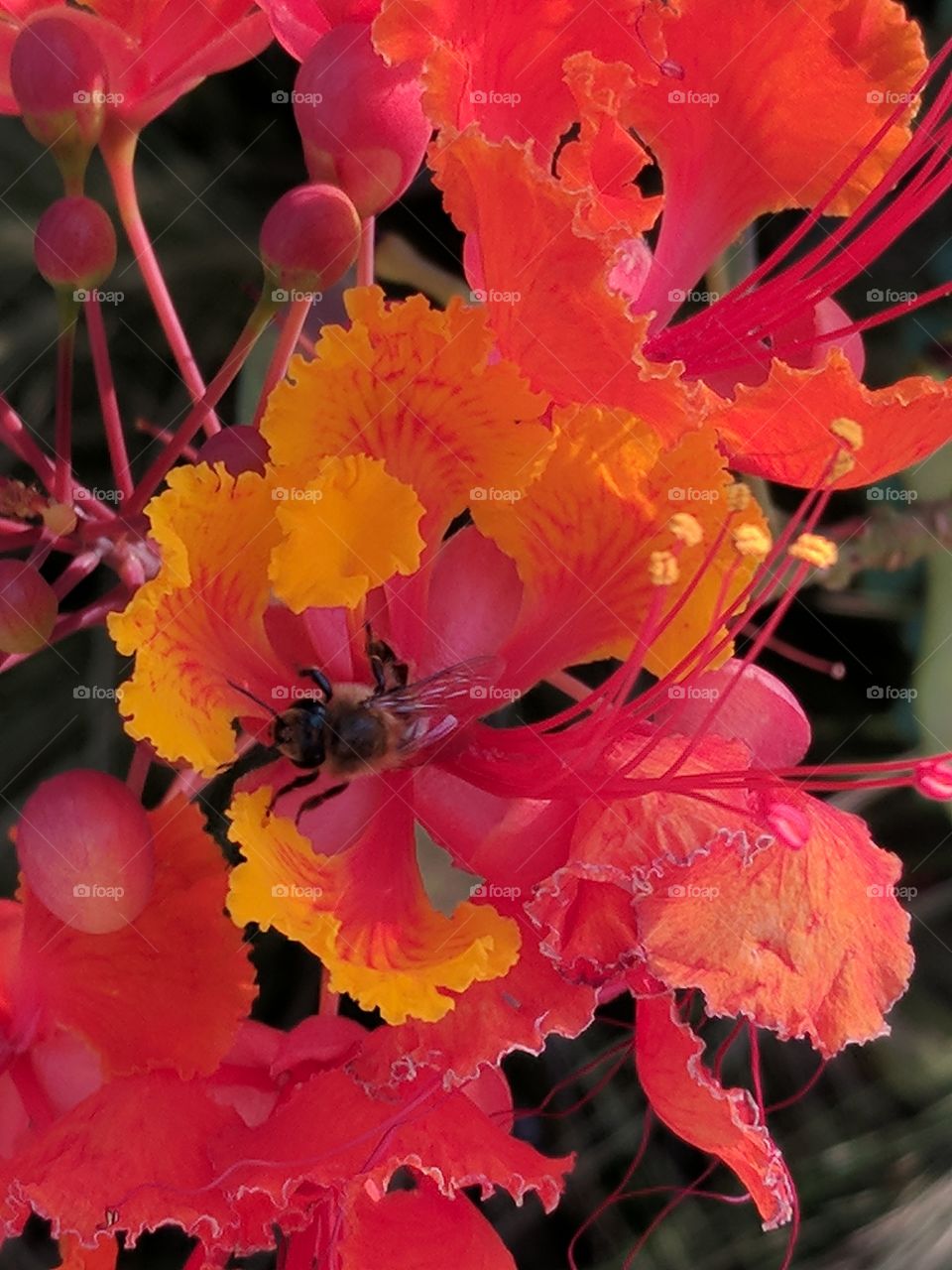 dwarf red poinciana & honey bee