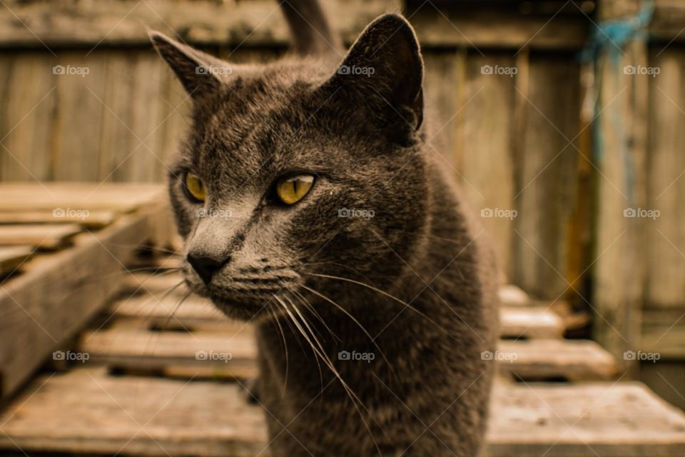 cat standing on pile of pallets