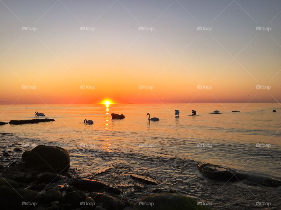 Swans swimming in sea during sunset