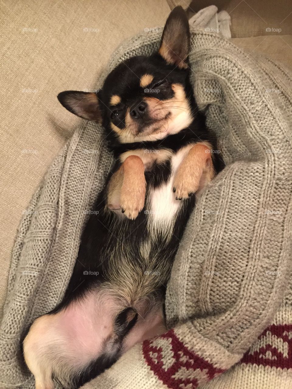 Relaxing chihuahuaboy 