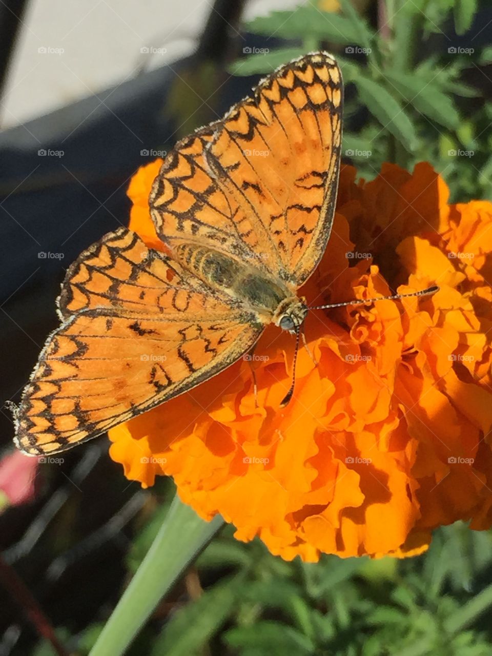 Butterfly and flower . Butterfly takes a rest on an orange flower