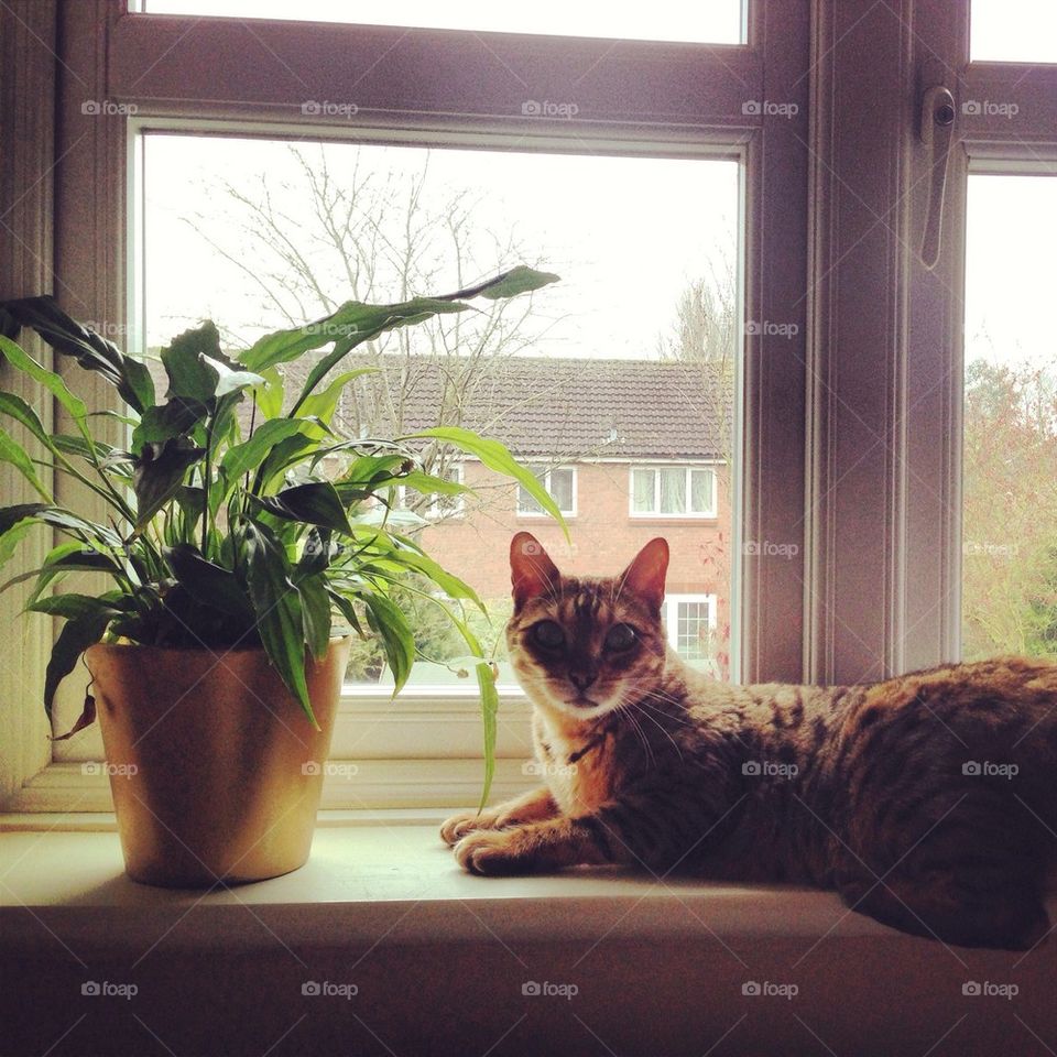 Cat and plant