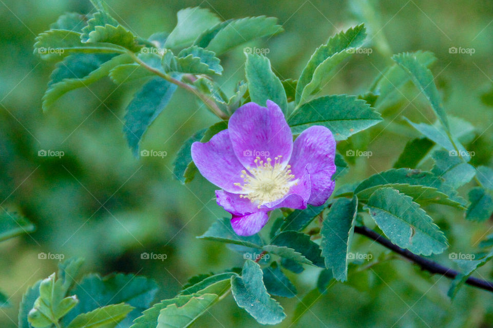 Purple Flower in a Sea of Green