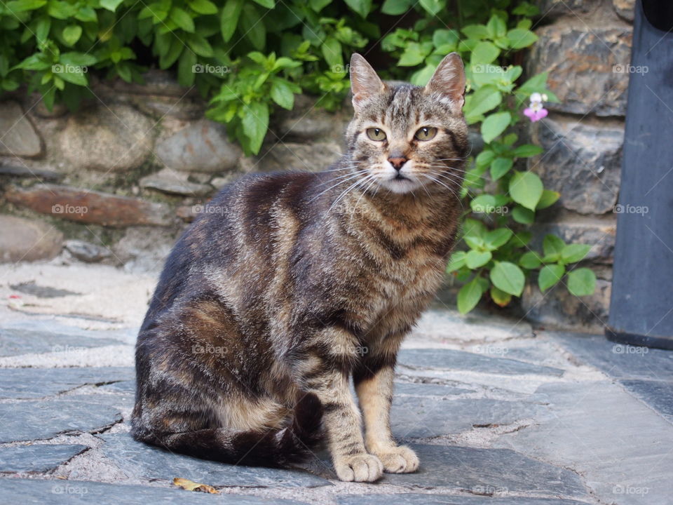 Close=up of cat looking at camera