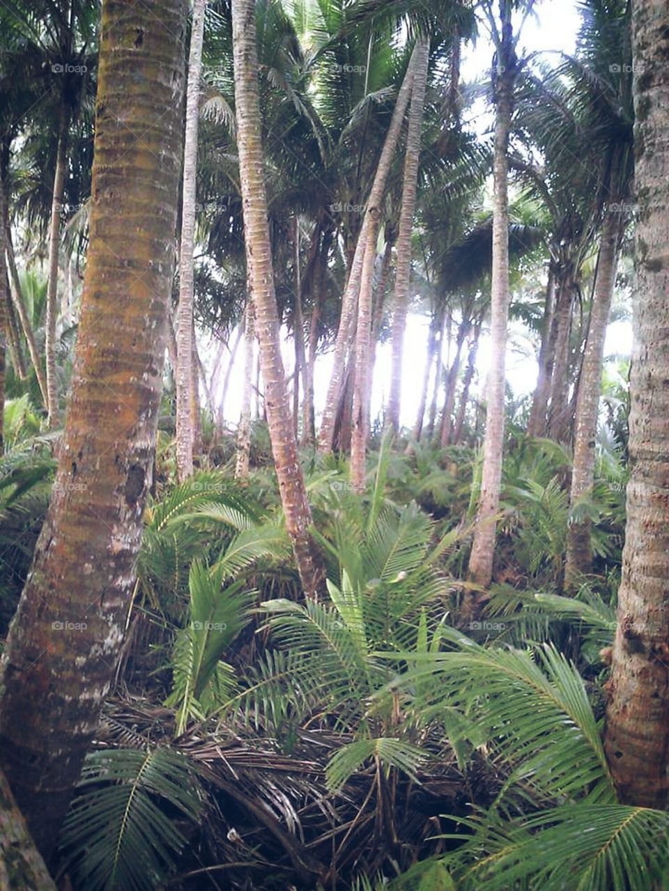 Jungle beauty! 
