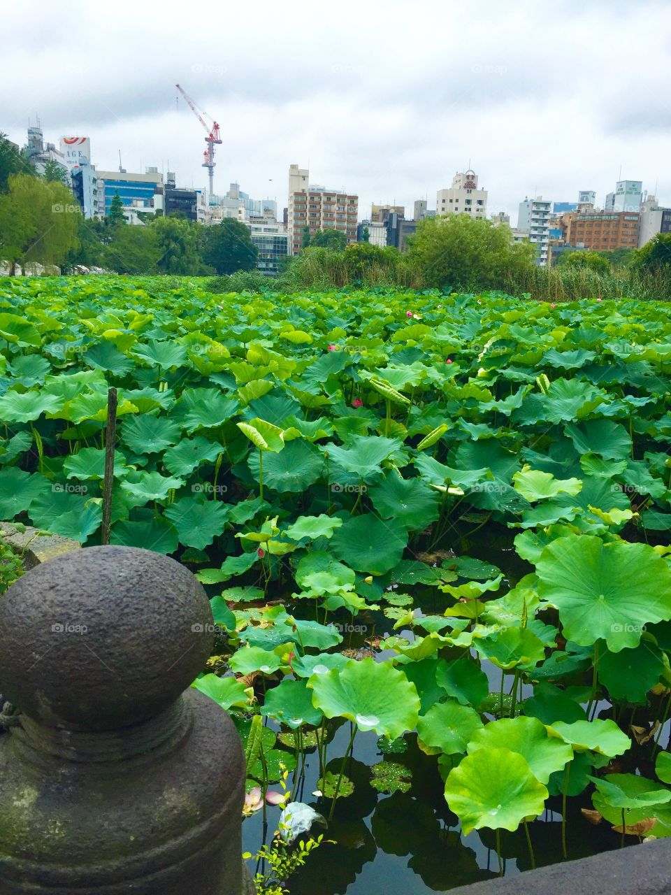 Fresh green leaves in front of city