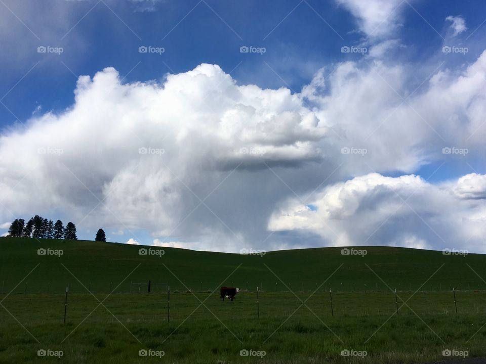 Storm clouds over a pasture 