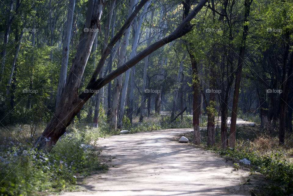 Pathway to a destination known - bring memories of the previous times - a good way to travel back in time.