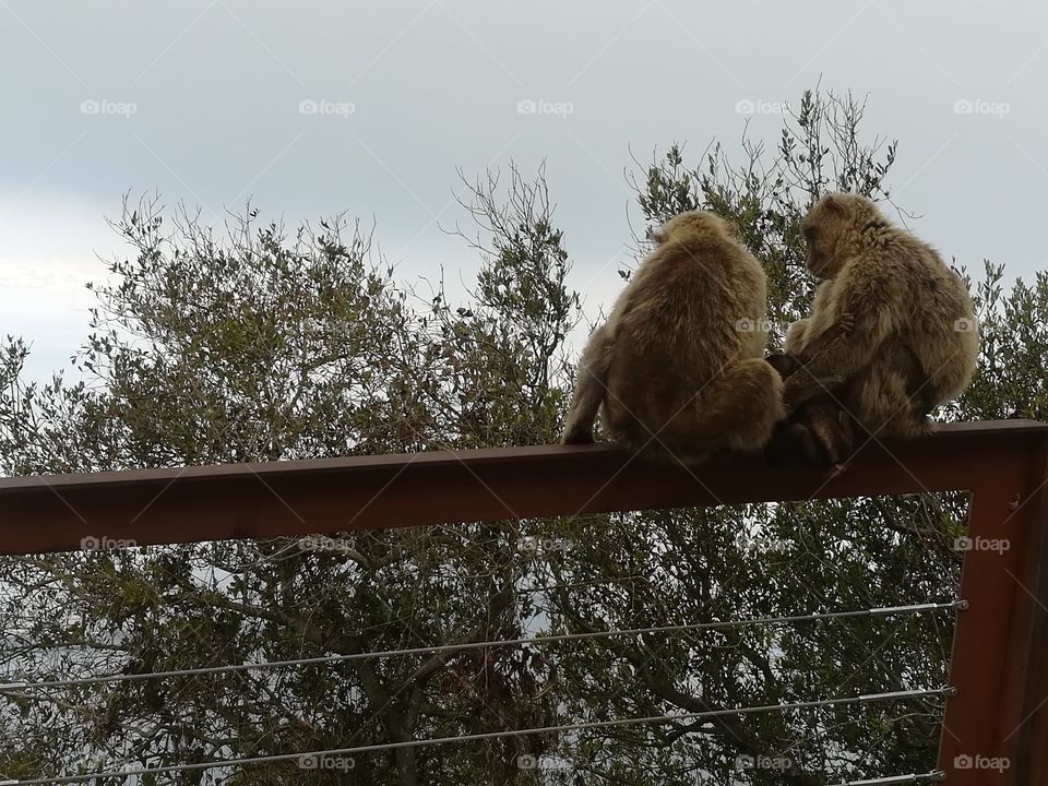 Familly of Barbary Macaques in Gibraltar rock