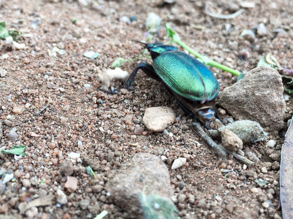 Large and beautiful metallic green scarab beetle south Australia 