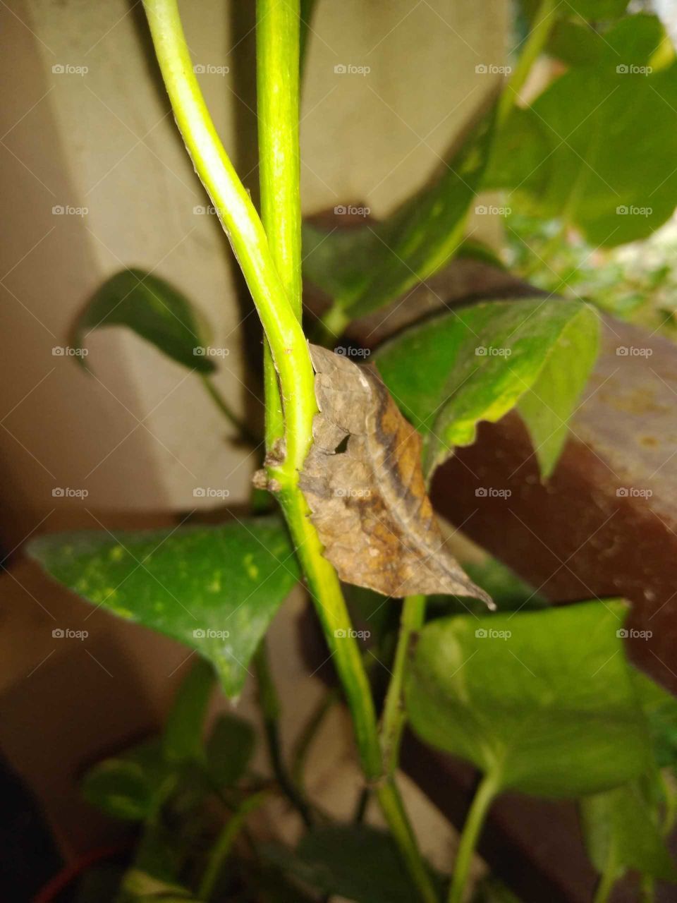 A beautiful butterfly started