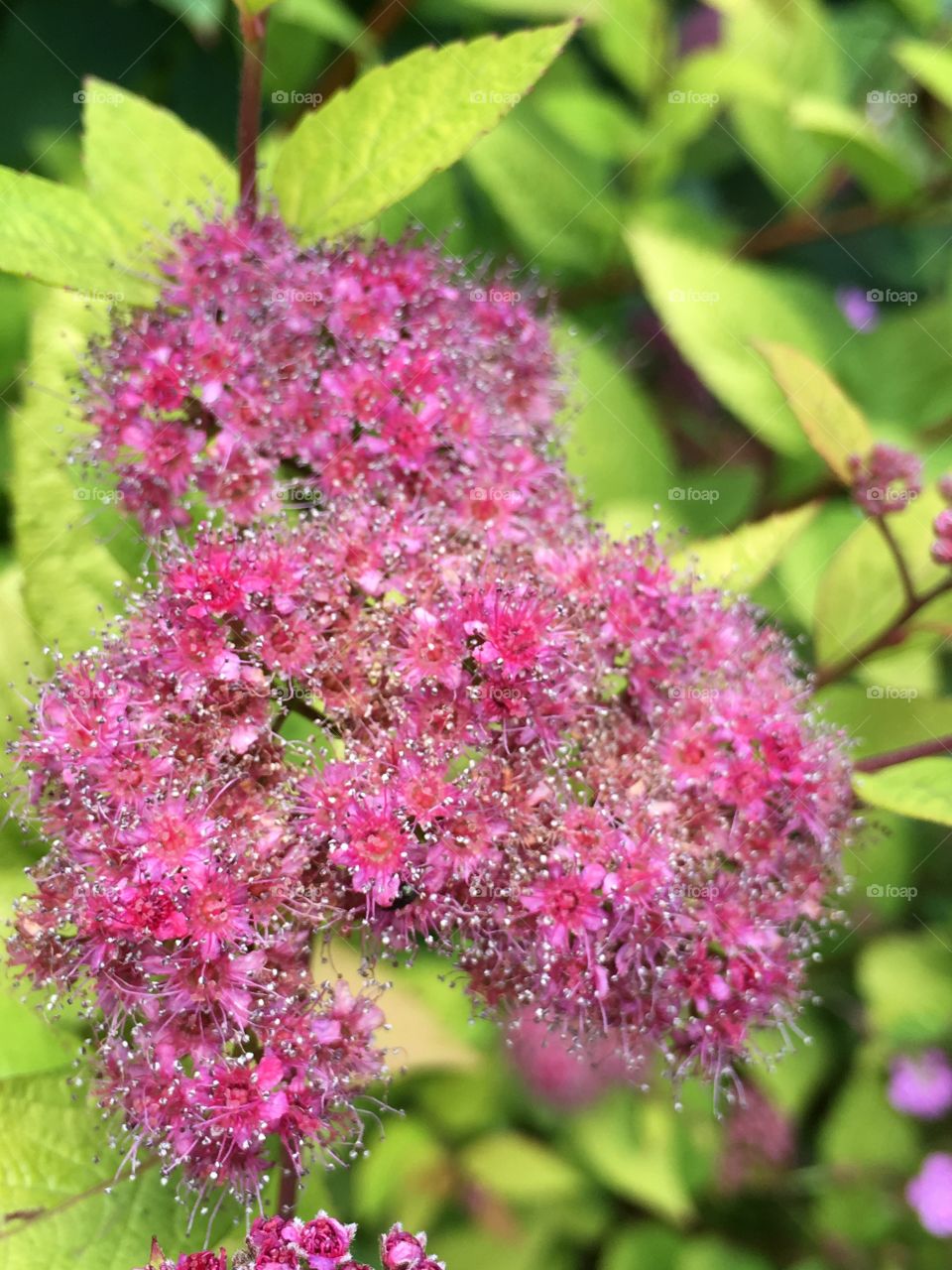 Close up view of Spiraea pink flowers against lime green foliage on the shrub in the garden in summer