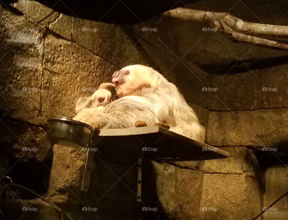 Cute Scratching Sloth