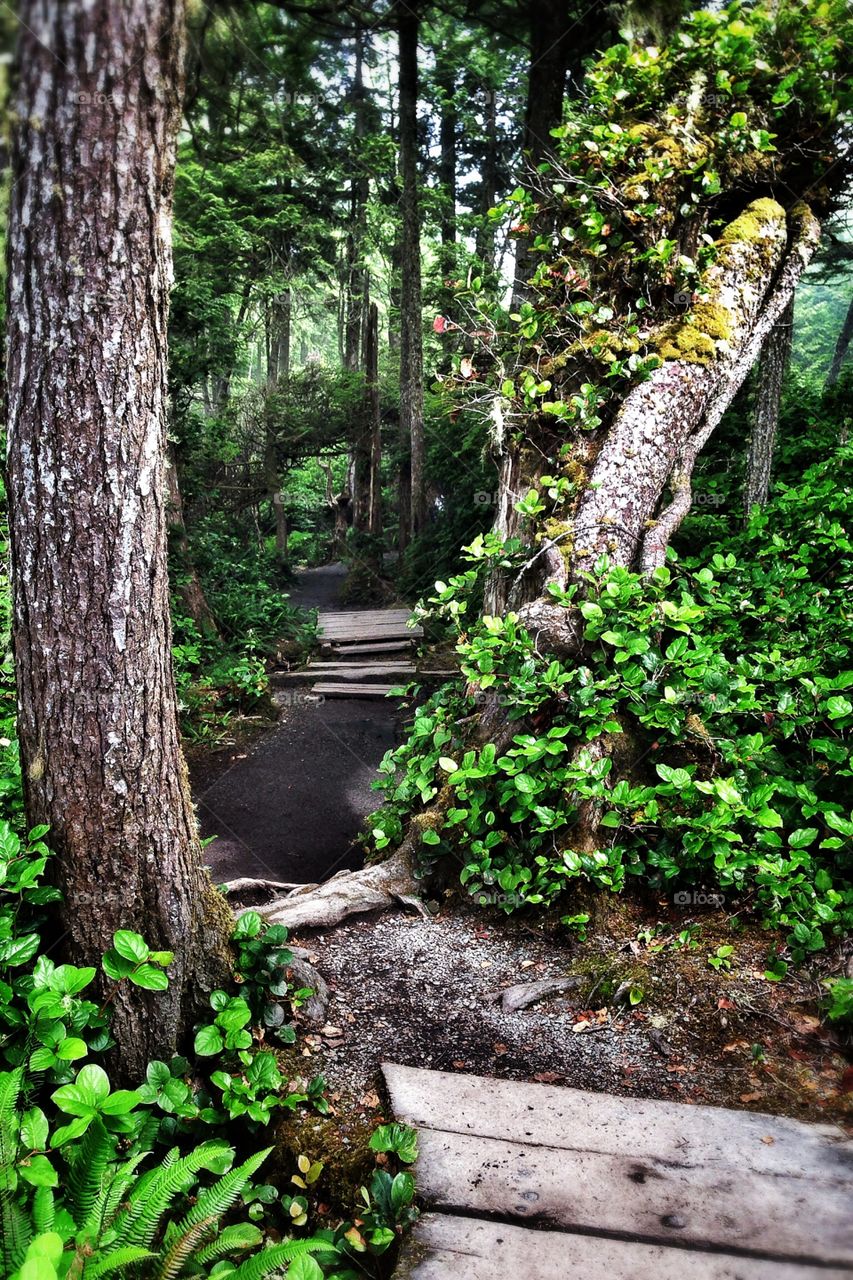 Deeper into the Forest