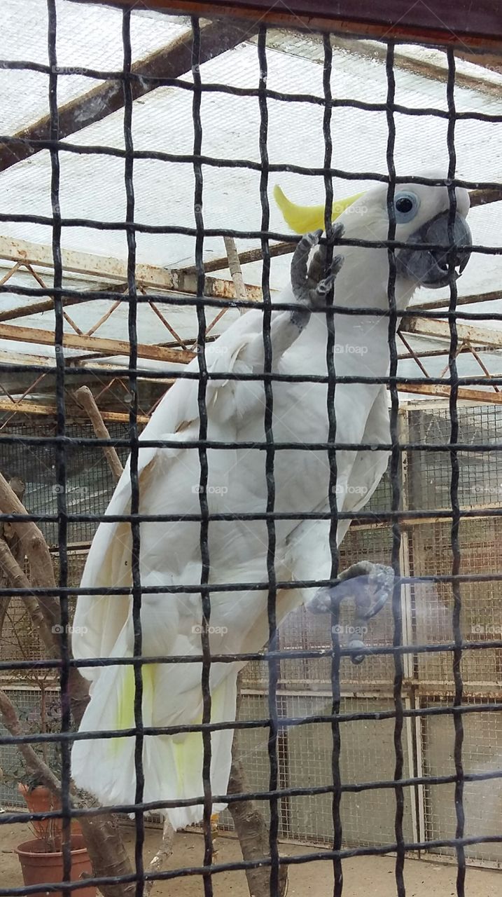 koki - tito's parrot