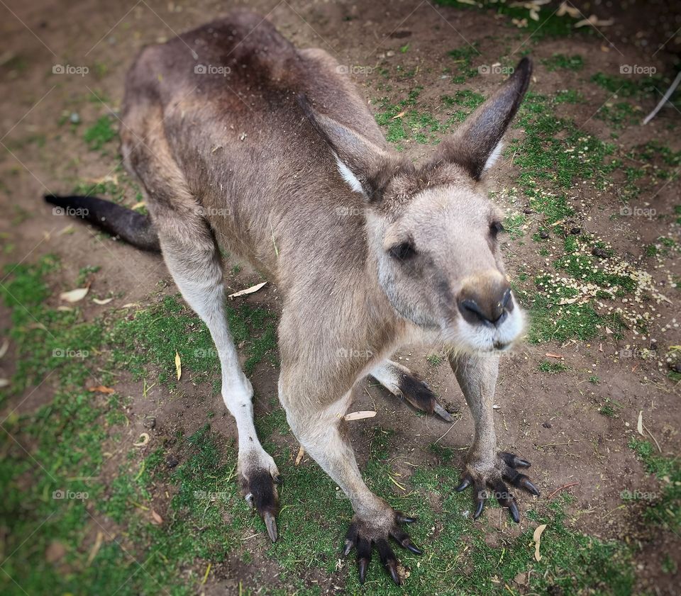 Kangaroo closeup 